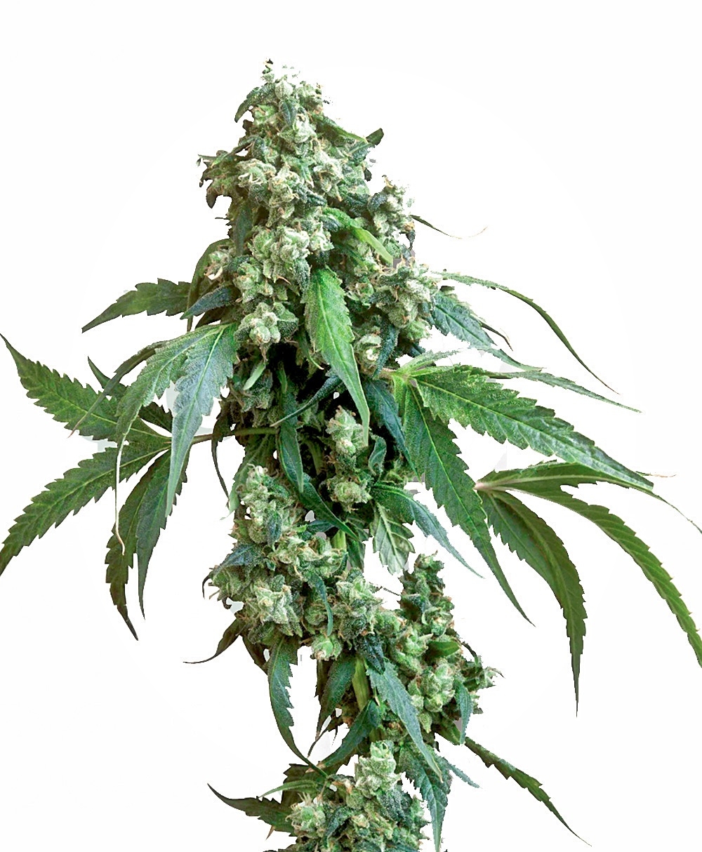 Jack Flash #5 Feminised Seeds - 5