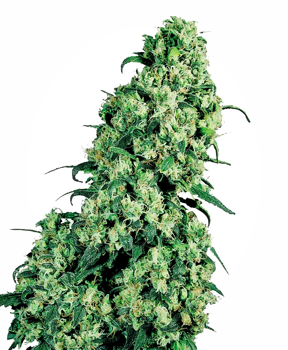 Skunk #1 Feminised Seeds - 10
