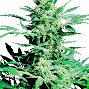 Shiva Skunk Feminised Seeds - 5