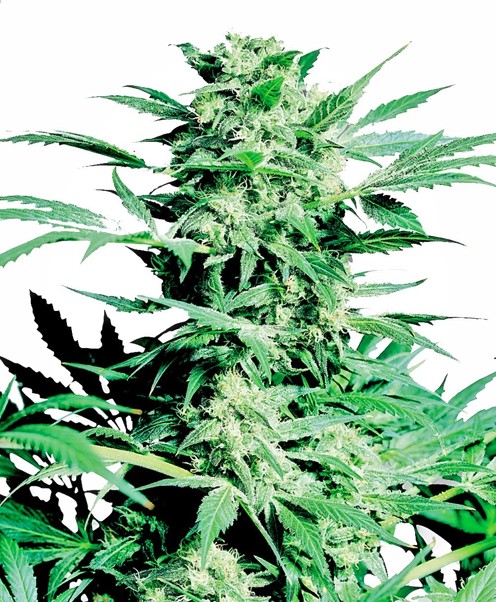 Shiva Skunk Feminised Seeds - 5