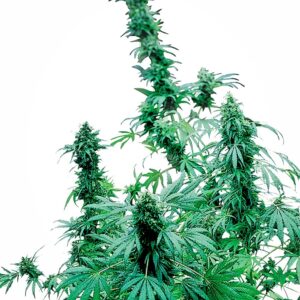 Early Skunk Feminised Seeds - 10