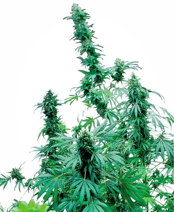 Early Skunk Feminised Seeds - 10