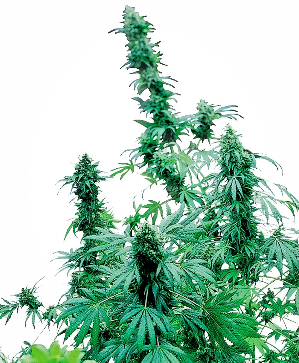 Early Skunk Feminised Seeds - 10