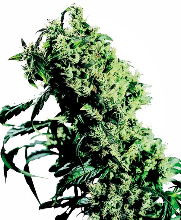 NL#5 x Haze Feminised Seeds - 10