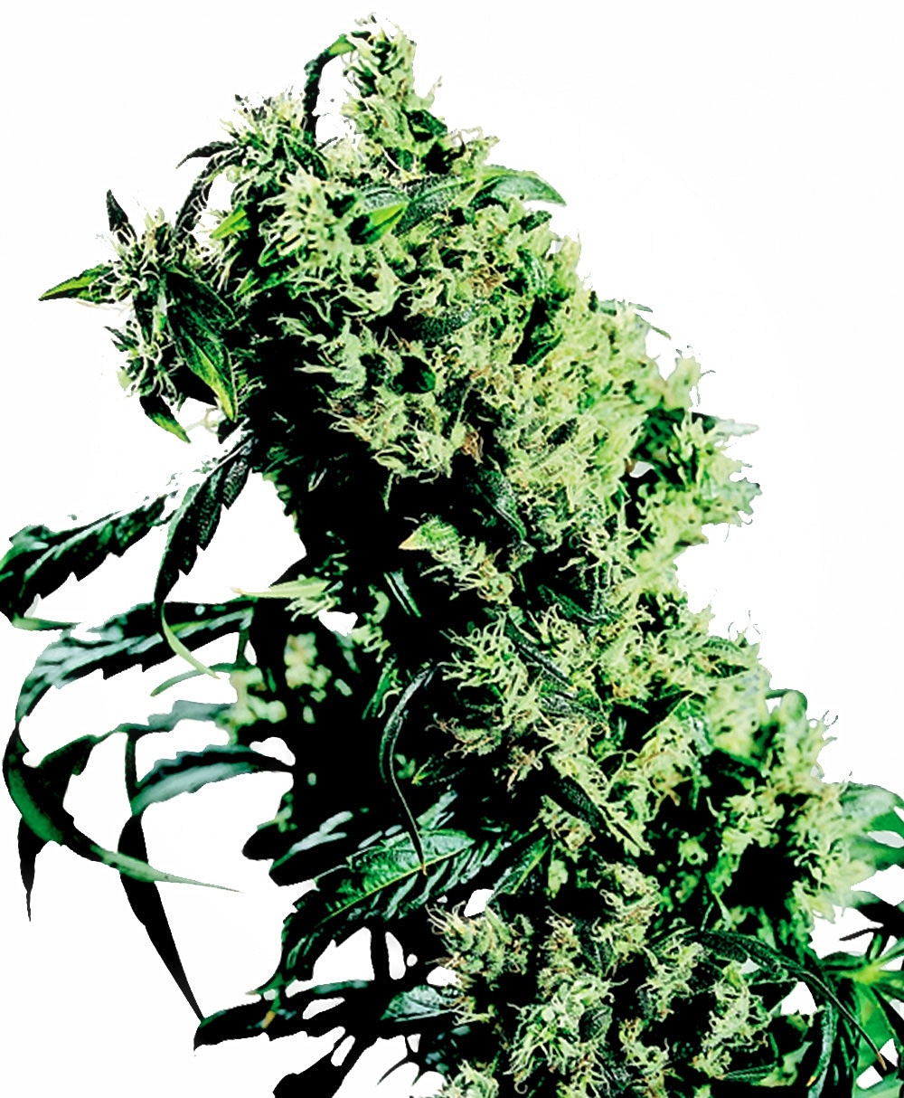 NL#5 x Haze Feminised Seeds - 10