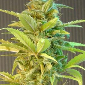 Mikromachine Auto Feminised Seeds - 10 seeds