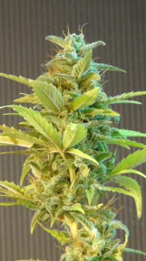 Mikromachine Auto Feminised Seeds - 10 seeds