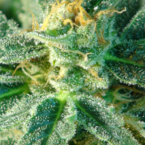 Kritic (Kritic 70) Auto Feminised Seeds - 10