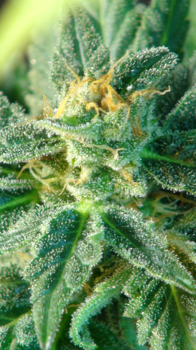 Kritic (Kritic 70) Auto Feminised Seeds - 10
