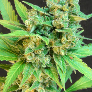 Kickass (B.Lee ) Auto Feminised Seeds - 10