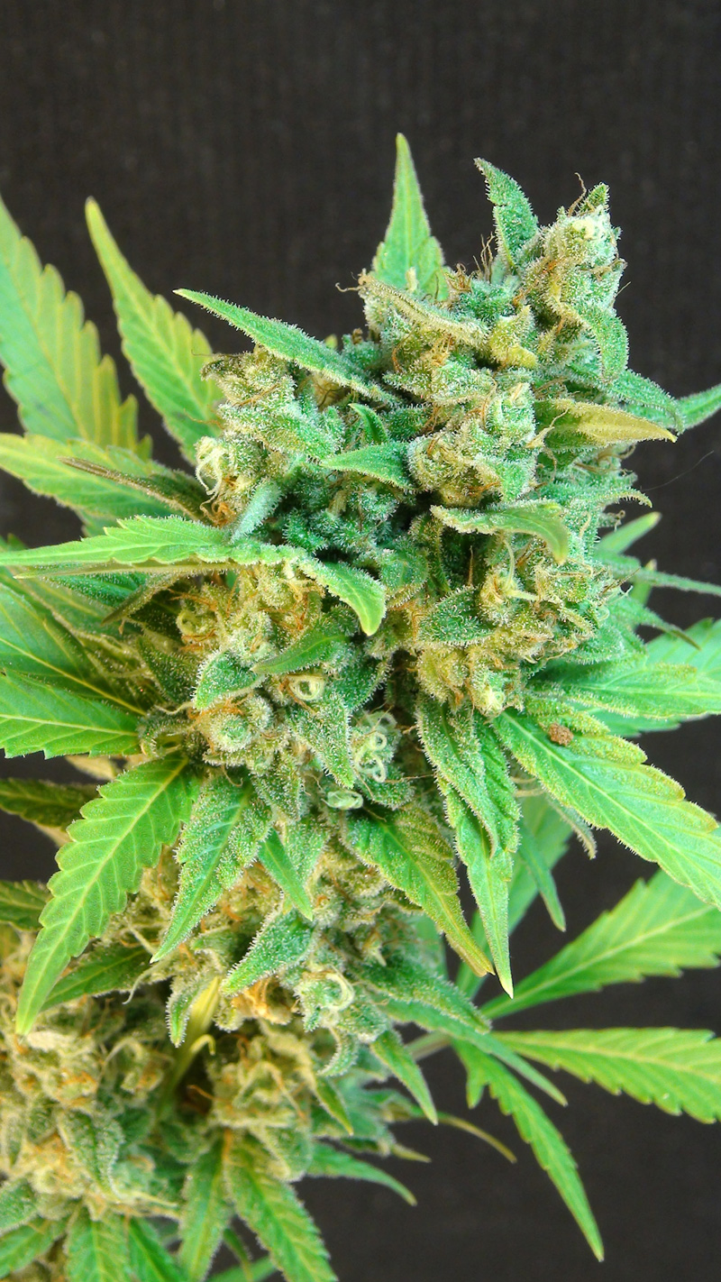 Kickass (B.Lee ) Auto Feminised Seeds - 10