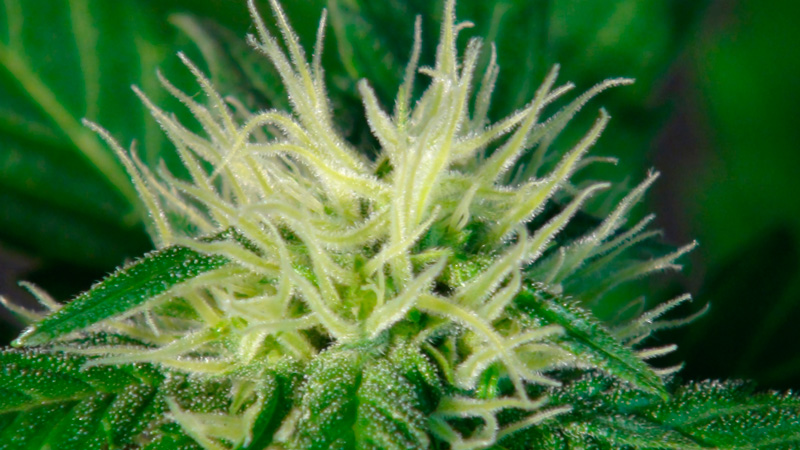 Ginger Punch (Hobbit) Auto Feminised Seeds - 5