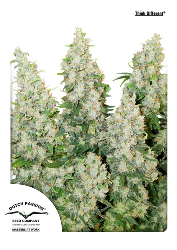 Think Different Auto Feminised Seeds - 7