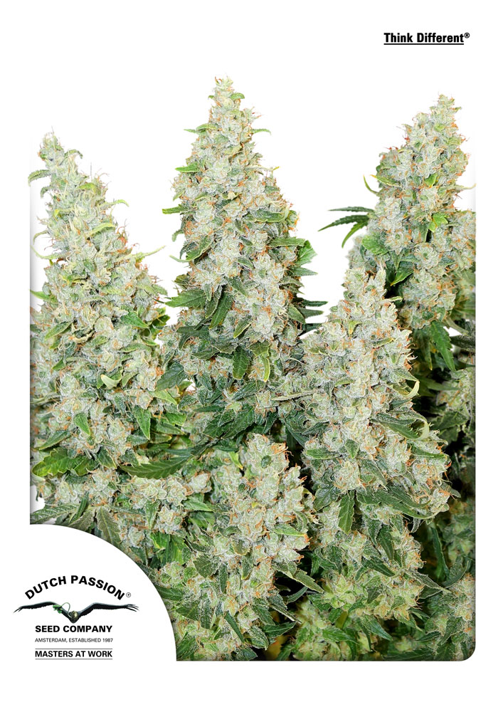 Think Different Auto Feminised Seeds - 7