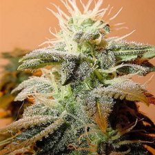 Indoor Mix Feminised Seeds - 4