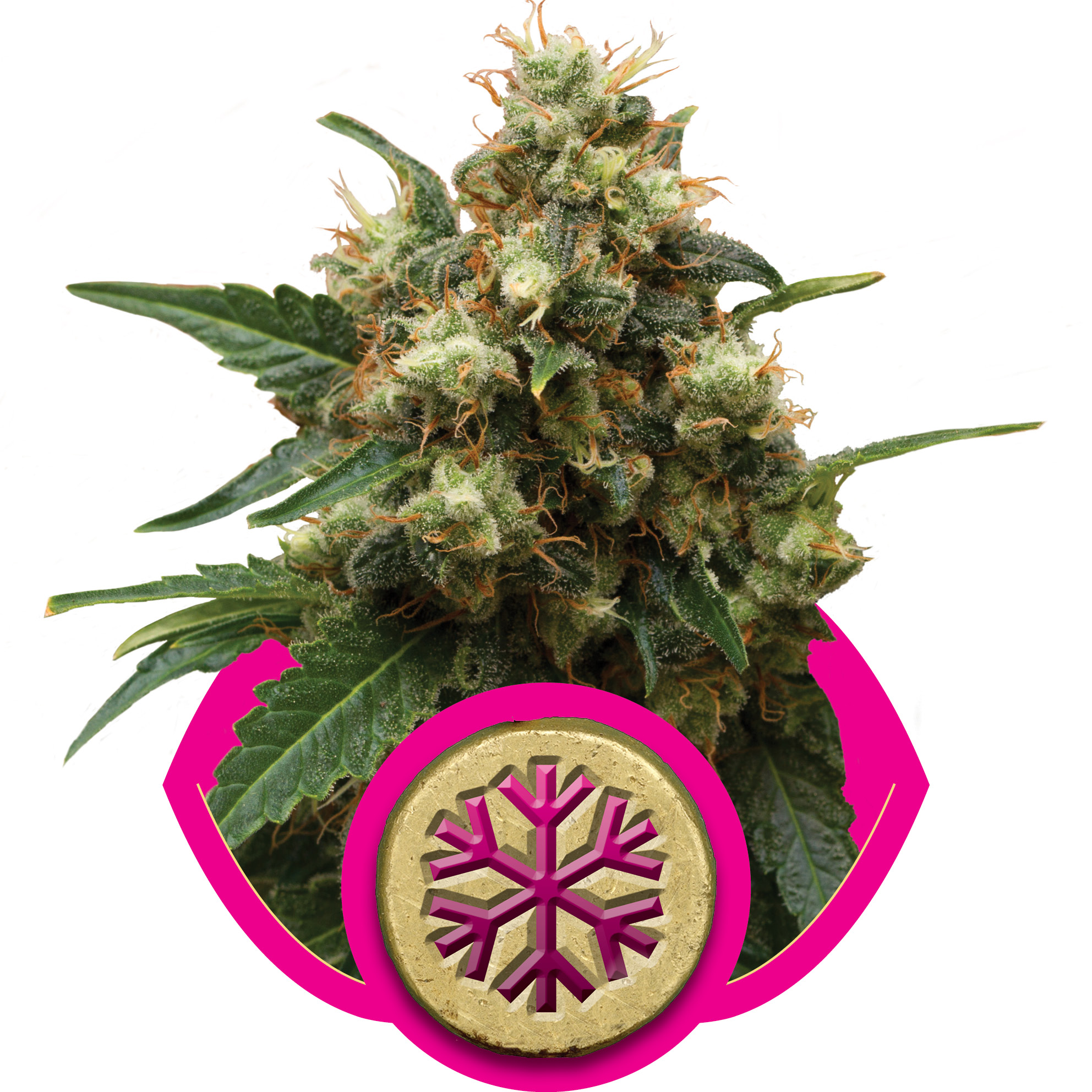 Ice Feminised Seeds - 5