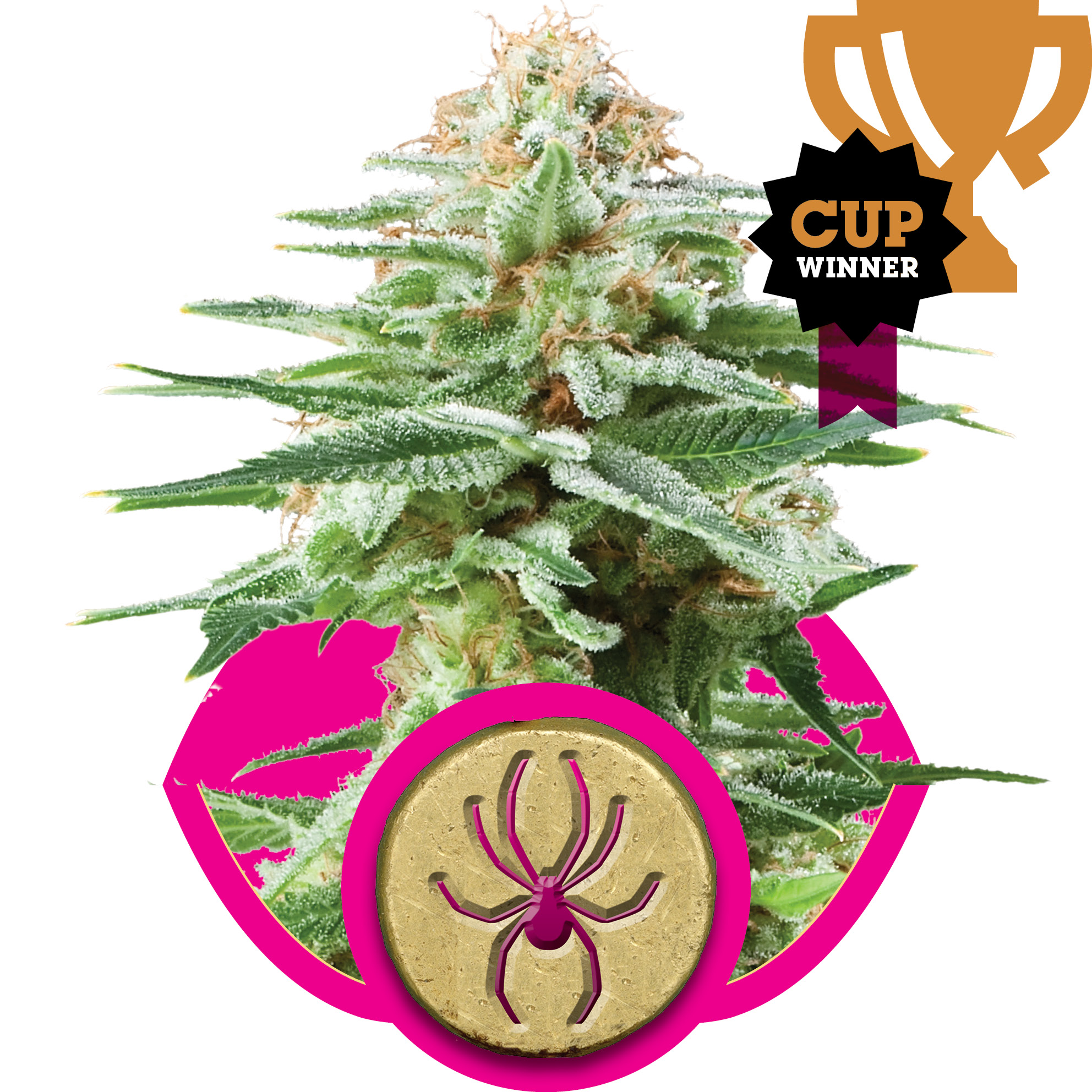 White Widow Feminised Seeds - 3