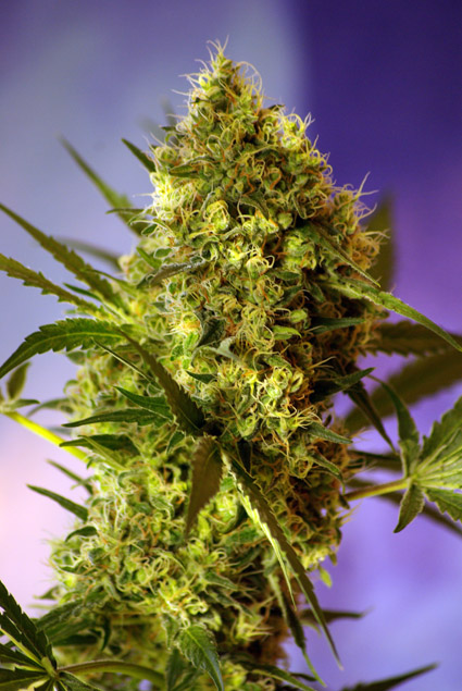 Big Devil #2 Auto Feminised Seeds - 5