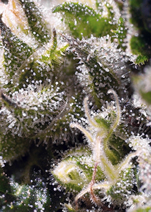Cream Caramel Auto Feminised Seeds - 5
