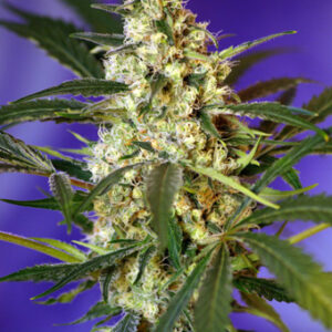 Fast Bud #2 Auto Feminised Seeds - 5
