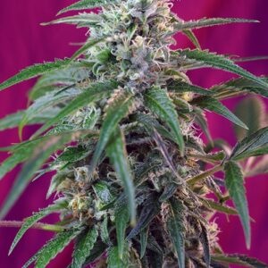 Green Poison Auto Feminised - 5