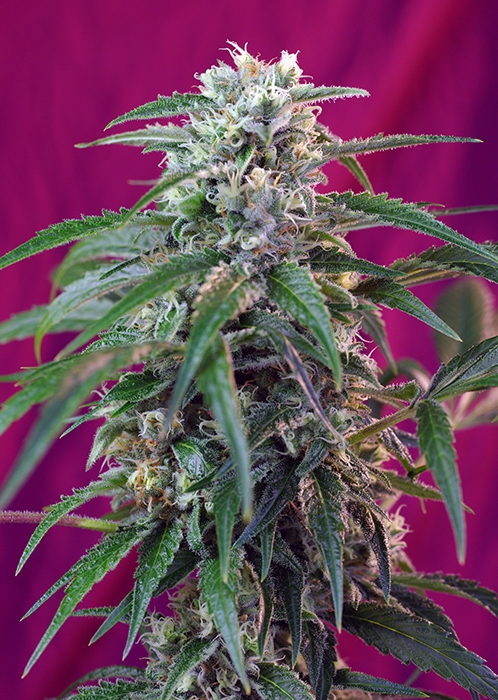 Green Poison Auto Feminised - 5