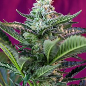 Mohan Ram Auto Feminised Seeds - 3