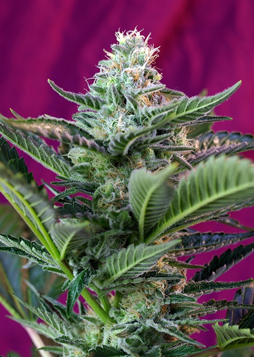 Mohan Ram Auto Feminised Seeds - 5
