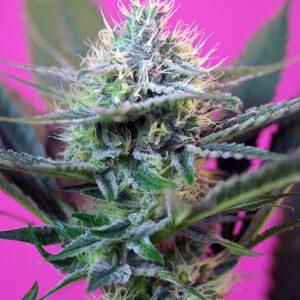 Speed + Auto Feminised Seeds - 5