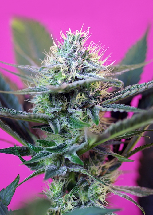 Speed + Auto Feminised Seeds - 5