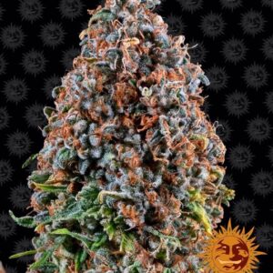 Critical Kush Feminised Seeds - 5