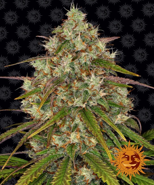 Liberty Haze Feminised Seeds - 3