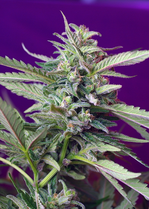 S.A.D. Auto Feminised Seeds - 3