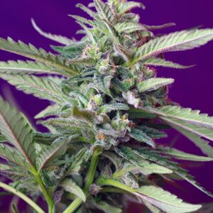 S.A.D. Auto Feminised Seeds - 5