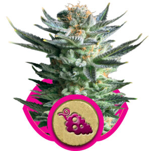 Fruit Spirit Feminised Seeds - 1
