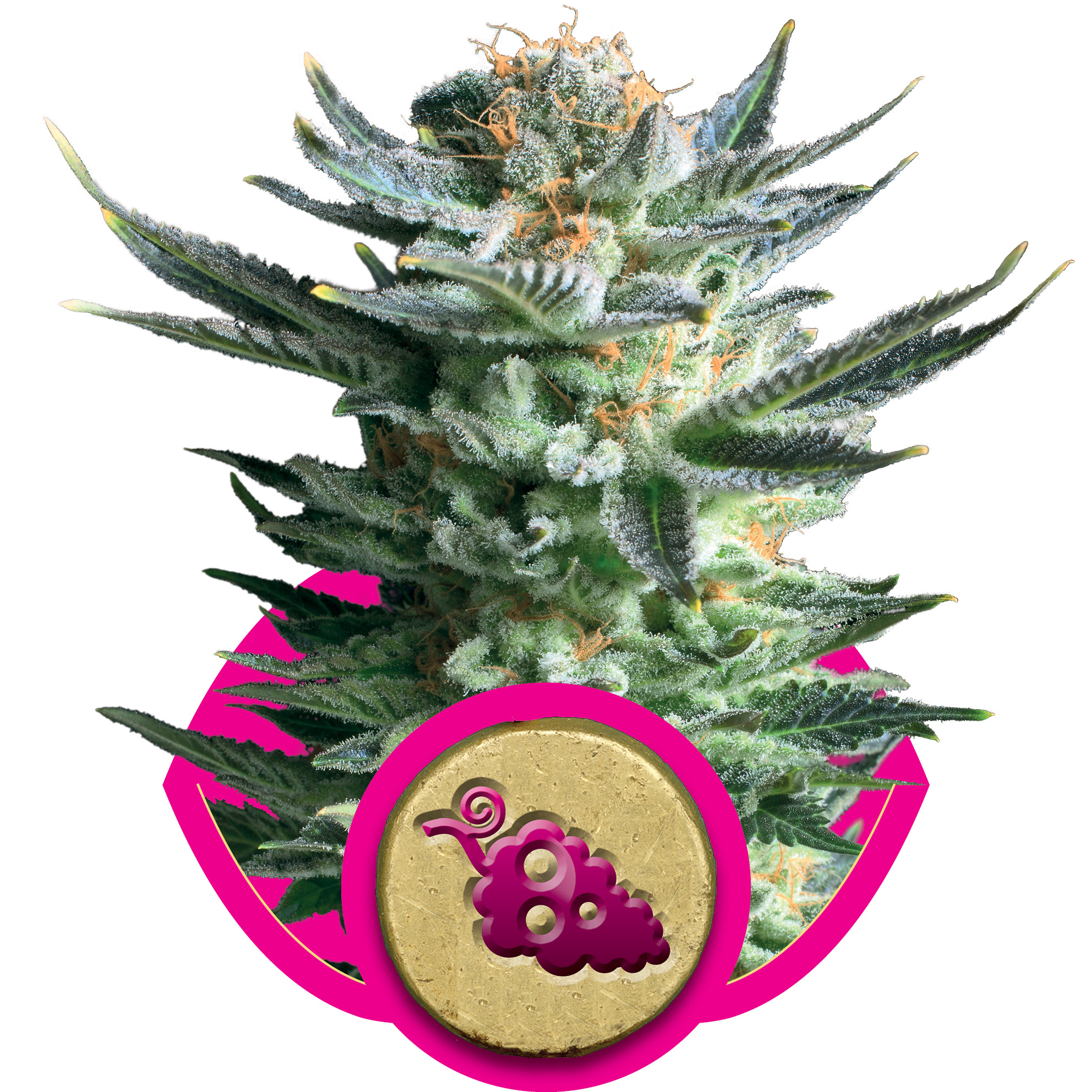 Fruit Spirit Feminised Seeds - 1