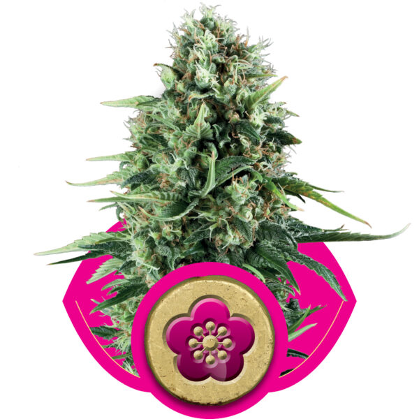 Power Flower Feminised Seeds - 1