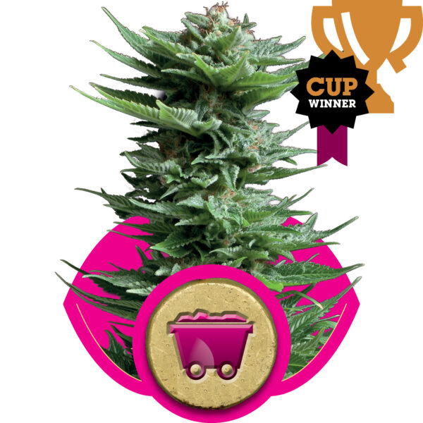 Shining Silver Haze Feminised Seeds - 1