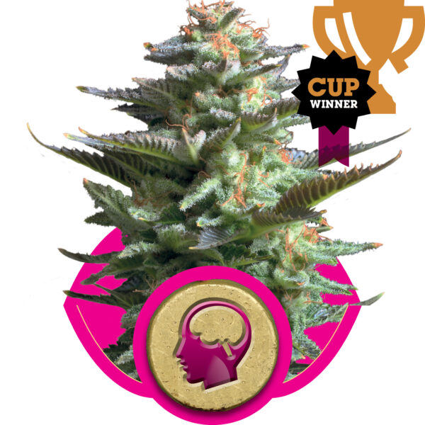Amnesia Haze Feminised Seeds - 1