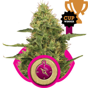 Northern Light Feminised Seeds - 1