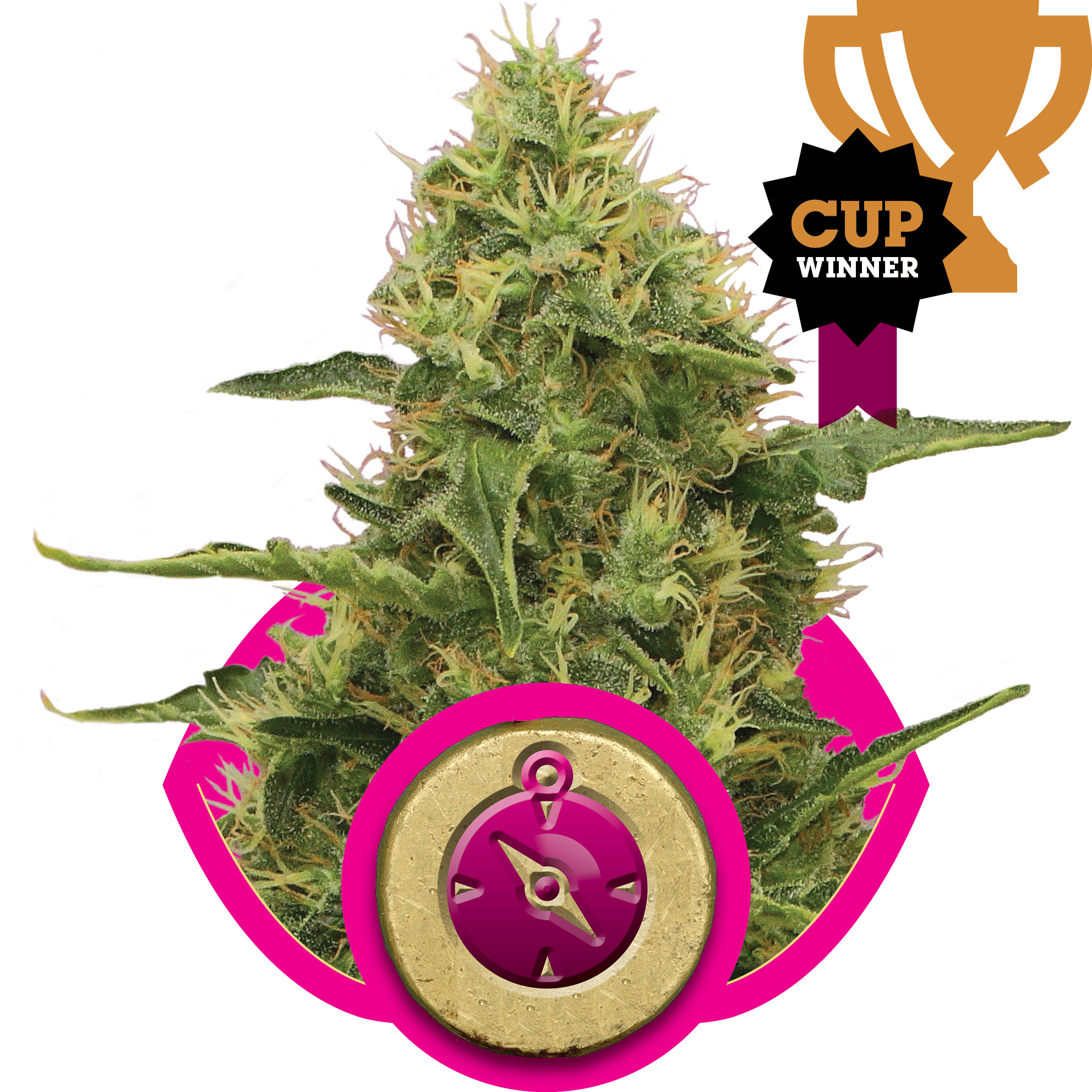 Northern Light Feminised Seeds - 1