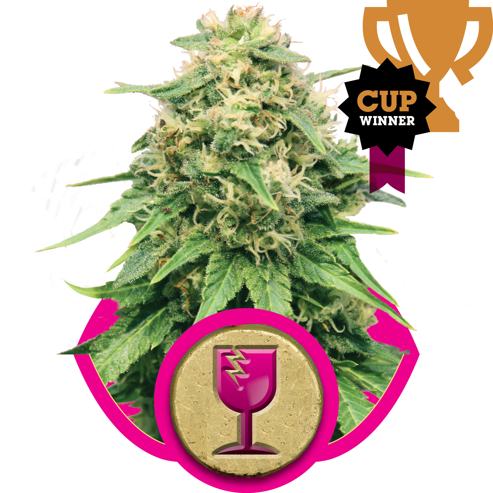 Critical Feminised Seeds - 3
