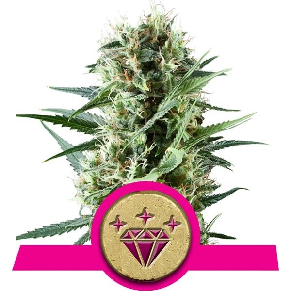 Special Kush #1 Feminised Seeds - 1