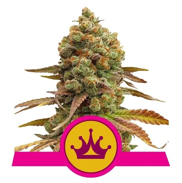 Special Queen #1 Feminised Seeds - 1