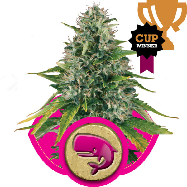 Royal Moby Feminised Seeds - 3