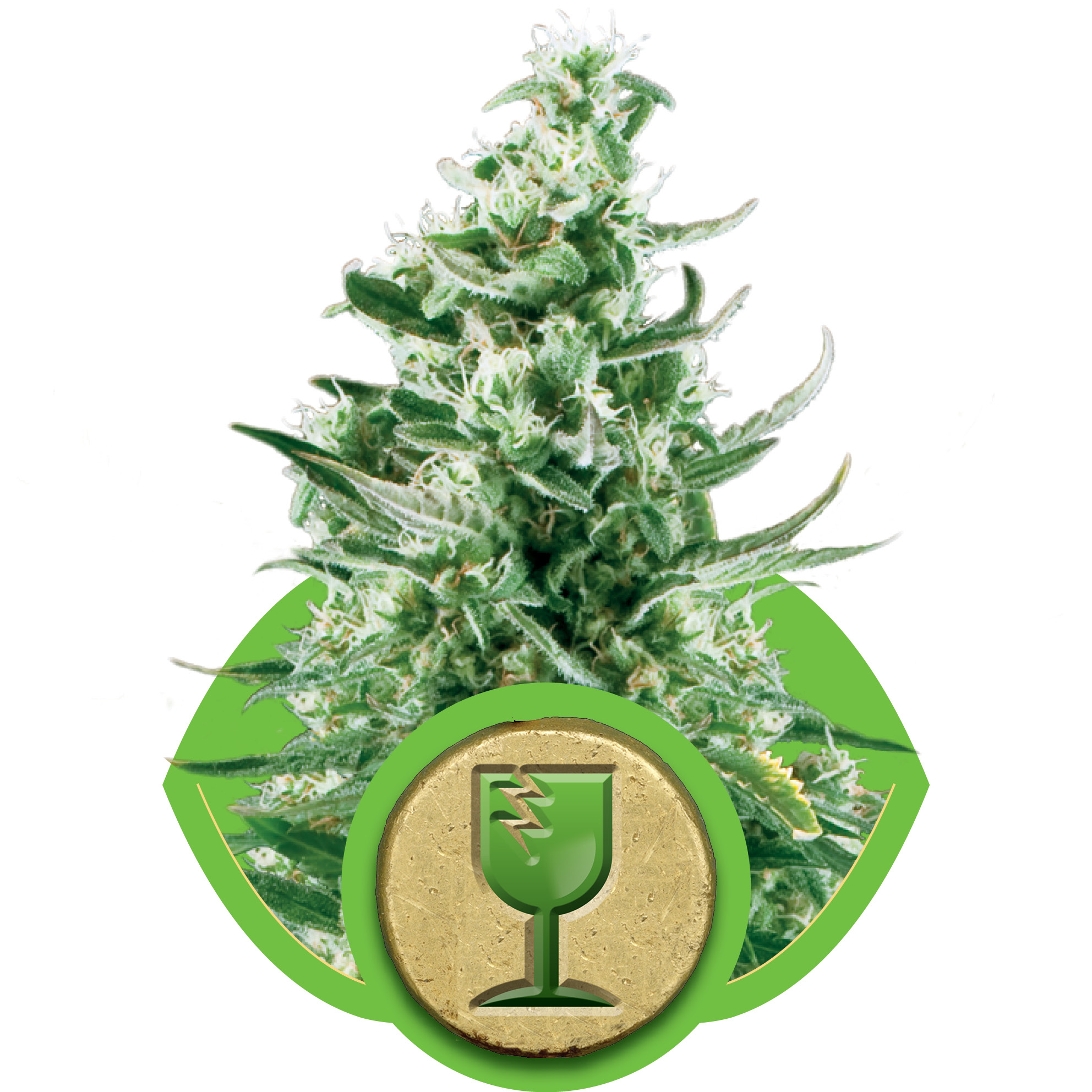Royal Critical Auto Feminised Seeds - 1