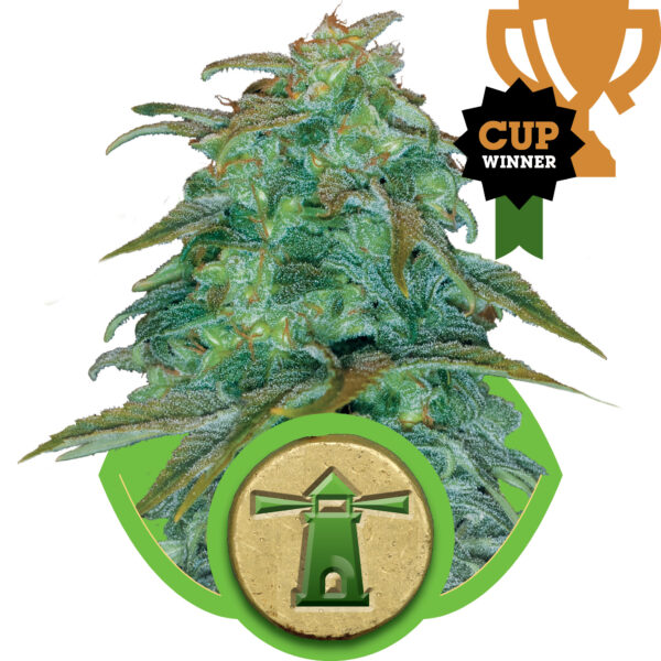 Royal Haze Auto Feminised Seeds - 1