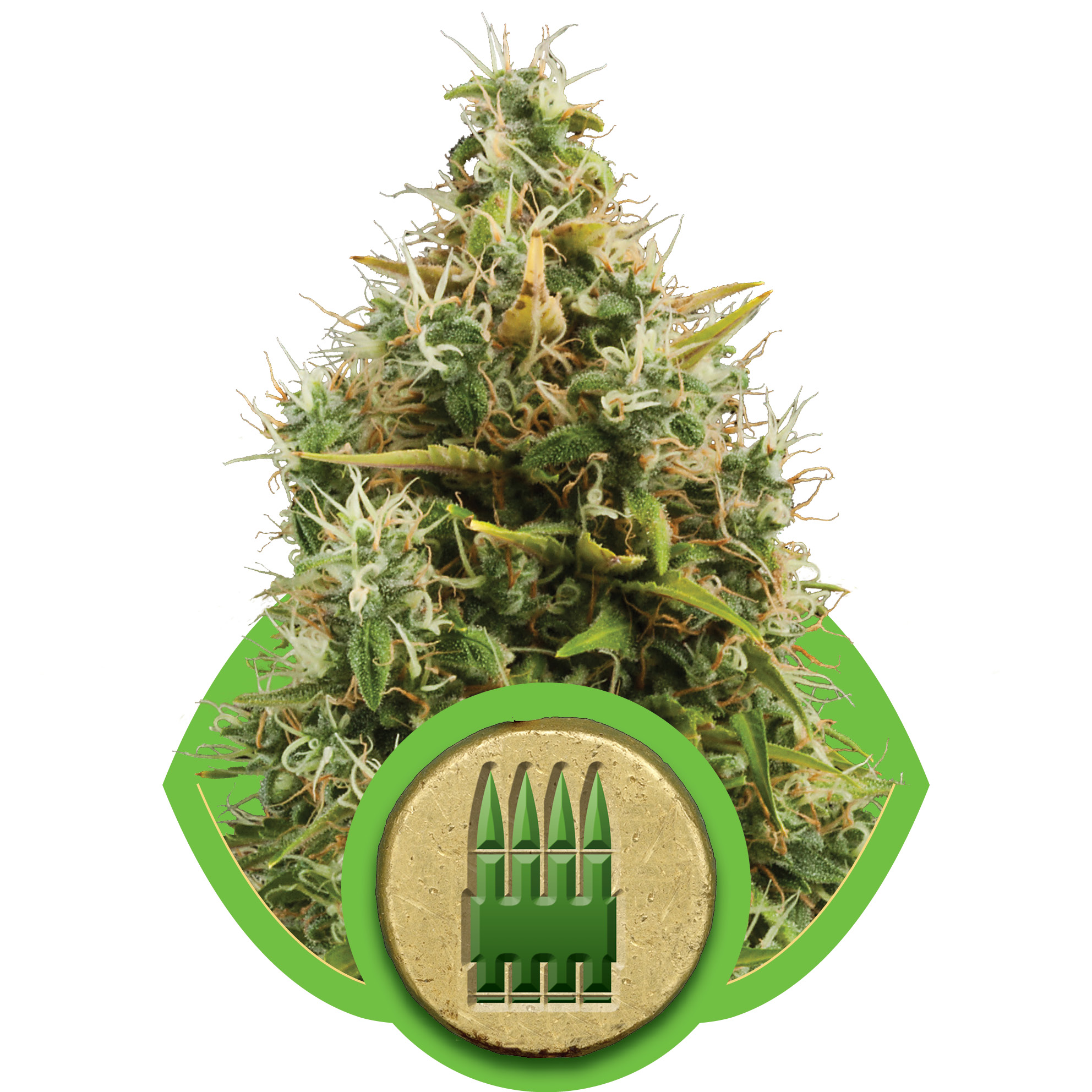 Royal AK Auto Feminised Seeds - 1