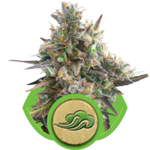 Royal Bluematic Auto Feminised Seeds - 3