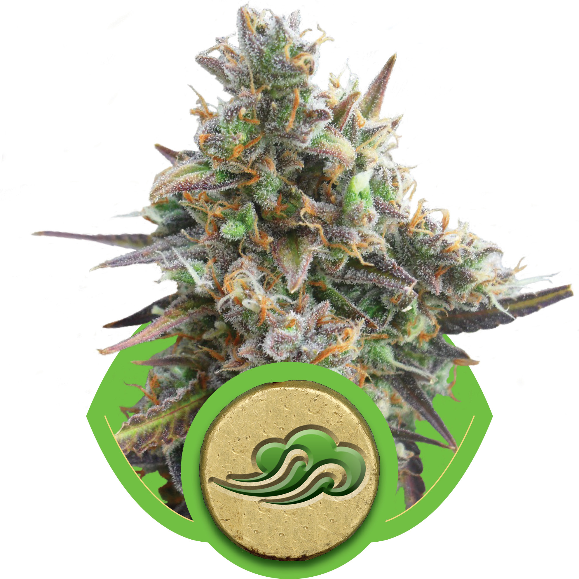 Royal Bluematic Auto Feminised Seeds - 3